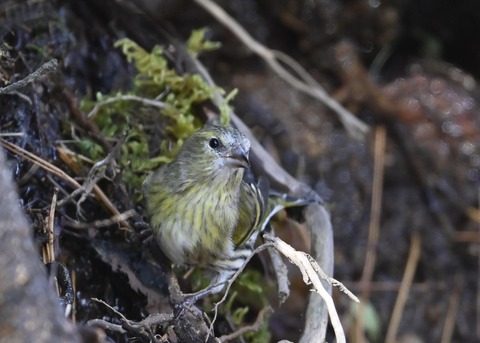 マヒワメ♀6490