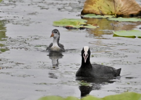 オオバン親子4698