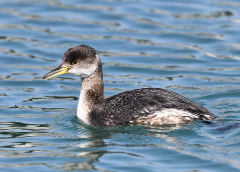 アカエリカイツブリ2960