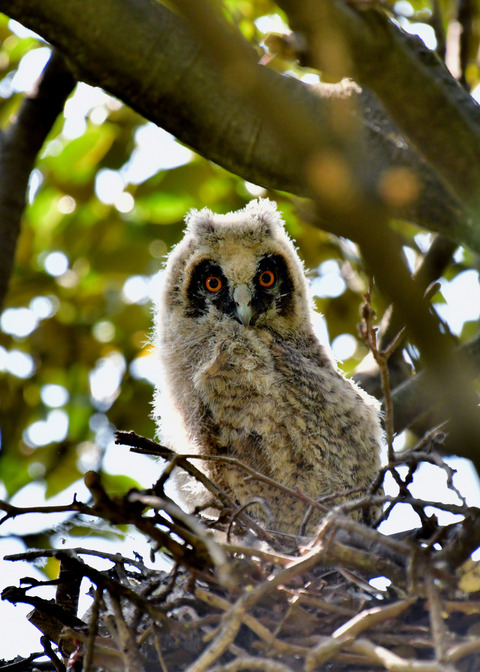 トラフズクのヒナ②6144