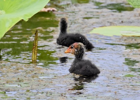 オオバンのヒナ1375