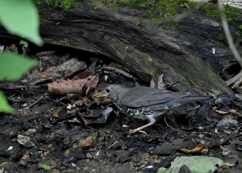 クロツグミ幼鳥6091