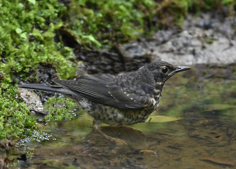 クロツグミ♂幼鳥0604