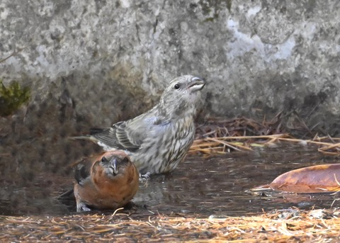 イスカ幼鳥7693