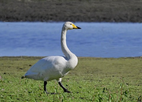 オオハクチョウ2692