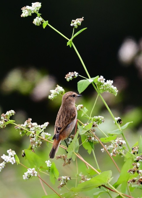 ノビタキ♀冬羽4021