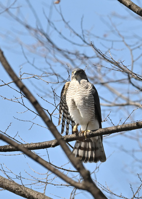 ツミ♀9591
