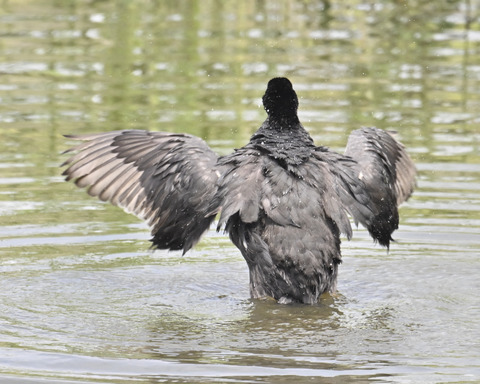 オオバンの水浴び7411