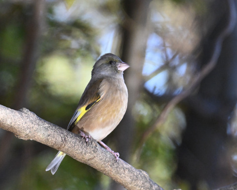 オオカワラヒワ7519