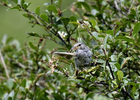 ウグイス幼鳥2487