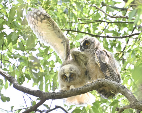 トラフズクの雛②4386