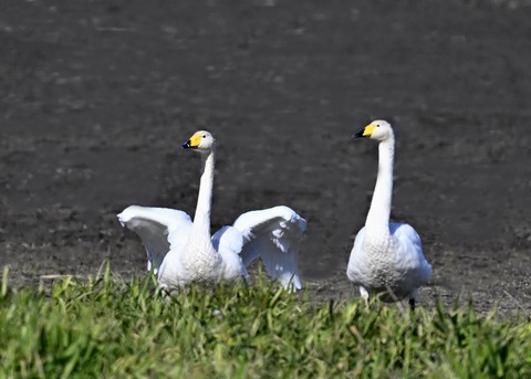 オオハクチョウ5294