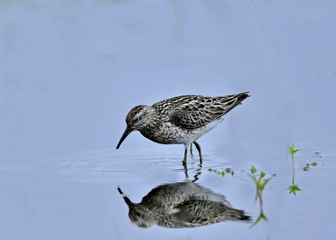 ウズラシギ夏羽1962