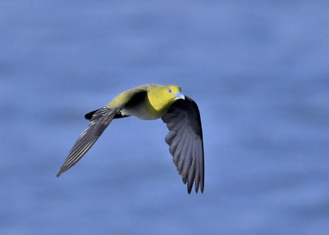 アオバト♀5527