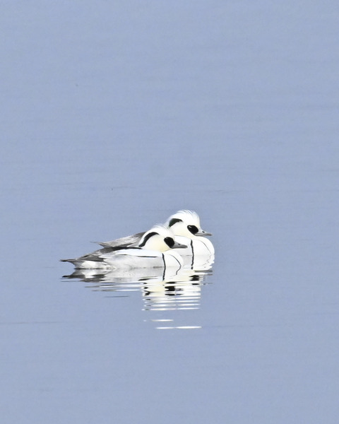 ミコアイサ♂4678