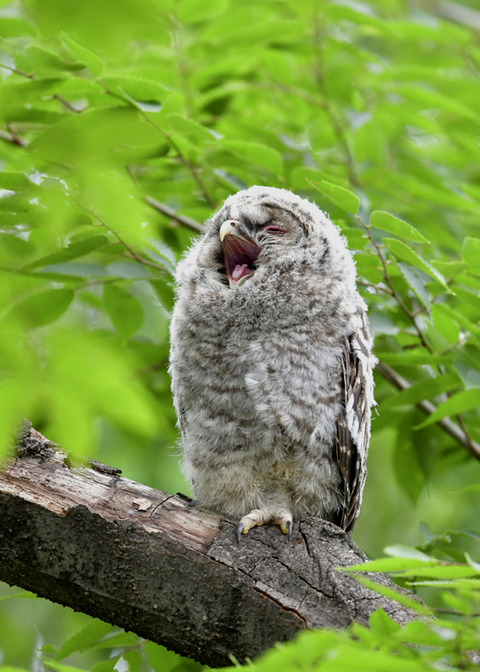 フクロウのヒナ0929