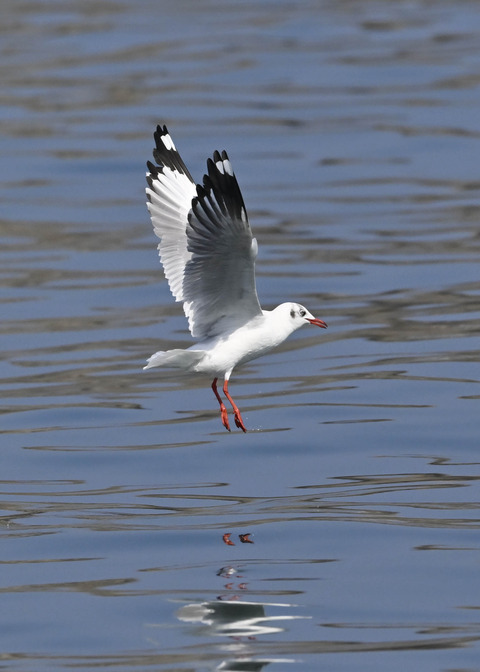 チャガシラカモメ3452