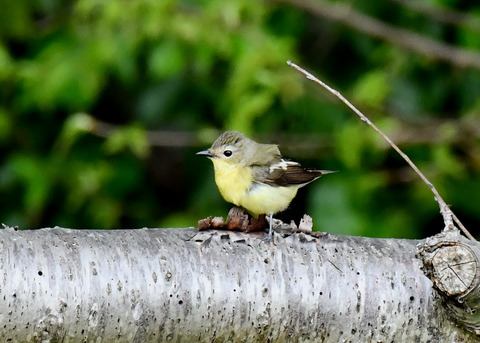 マミジロキビタキ♀6798