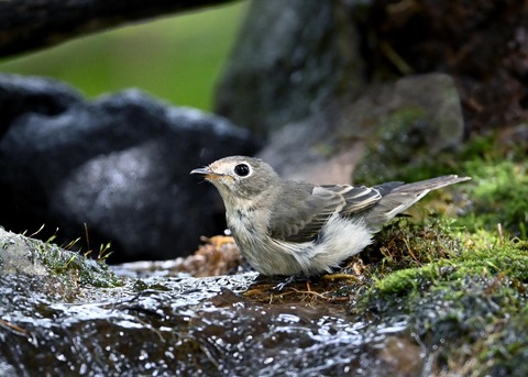 コサメビタキ1720