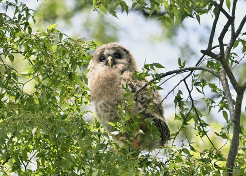 フクロウのヒナ7590