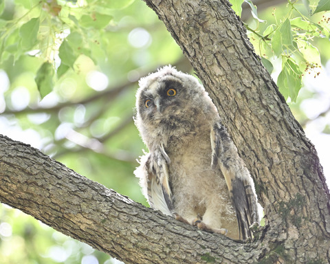 トラフズクの雛3876