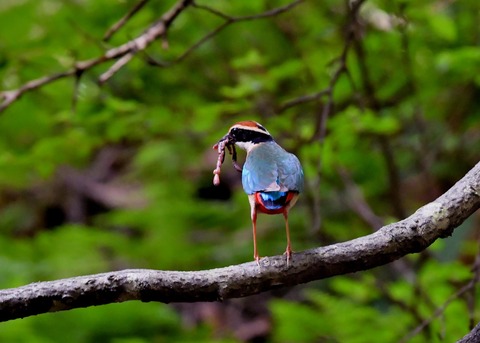 ヤイロチョウ0481○