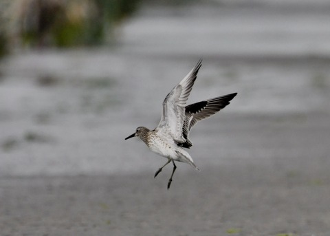 飛ぶ・オバシギ幼鳥4433