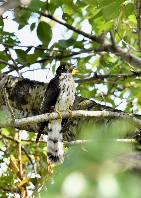 ジュウイチ幼鳥2946
