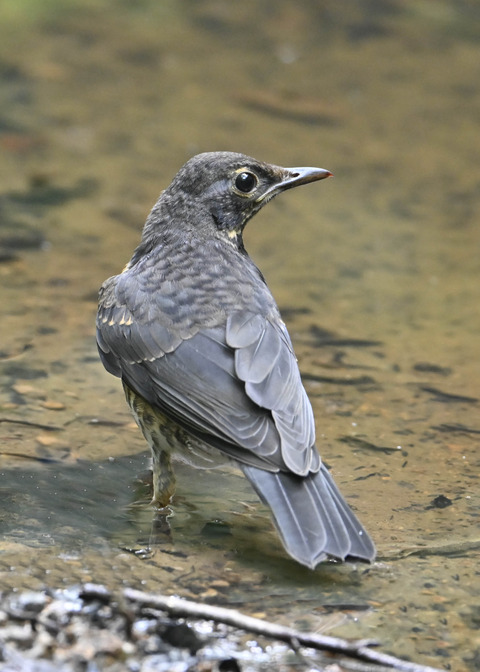 クロツグミ♂幼鳥0455