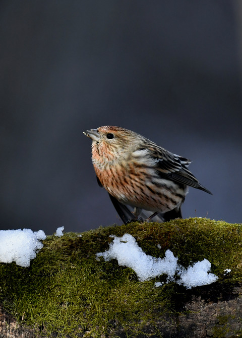 オオマシコ若鳥9572