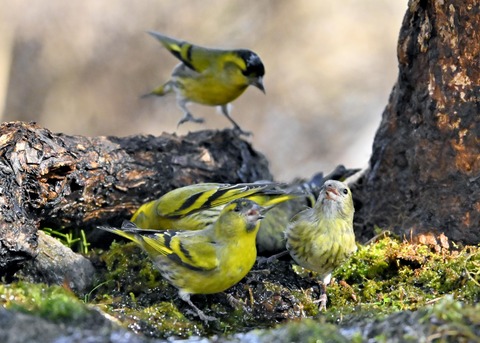 マヒワの群れ1978