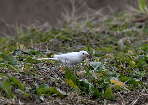 白化・ハクセキレイ8160