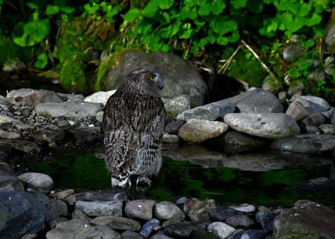 シマフクロウ♀1369