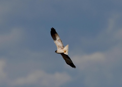 チュウヒ大陸型6371