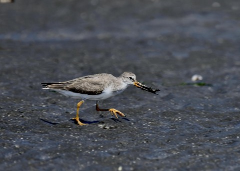 ソリハシシギ2551