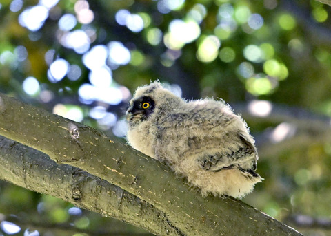 トラフズクのヒナ7760