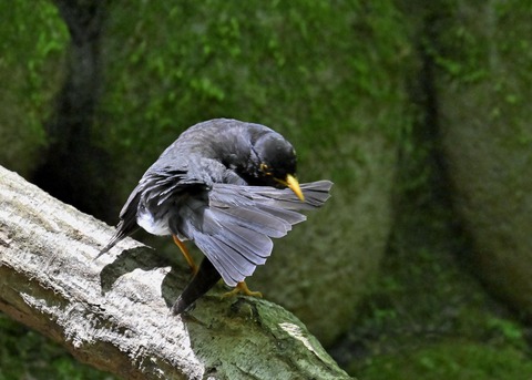 クロツグミ♂5614