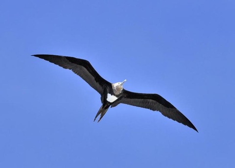 オオグンカンドリ5621