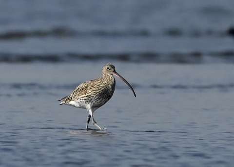 ダイシャクシギ0191