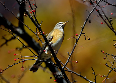 マミチャジナイ0729