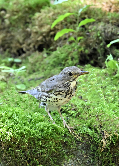 クロツグミ♀幼鳥5231