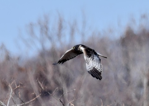 チュウヒ大陸型0095