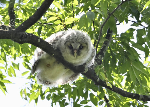 フクロウのヒナ6113