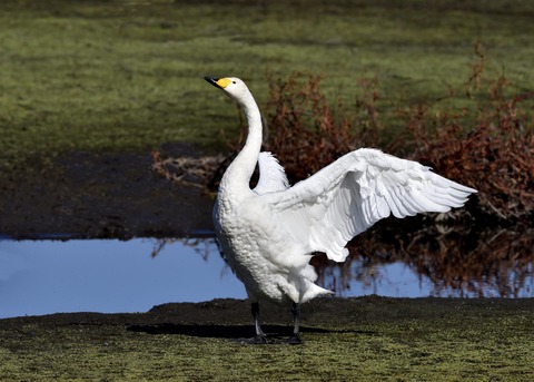 オオハクチョウ7971