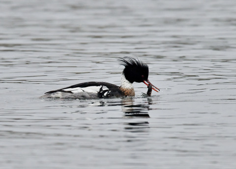 魚捕り・ウミアイサ♂6399