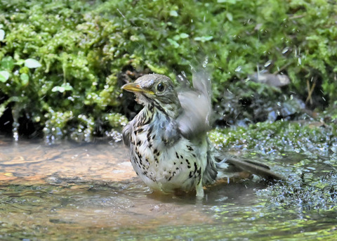 クロツグミ♂幼鳥5514