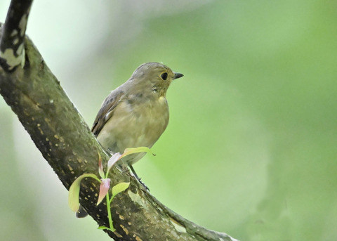 オオルリ♀3398