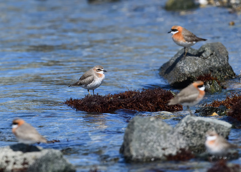 メダイチドリ全体8506