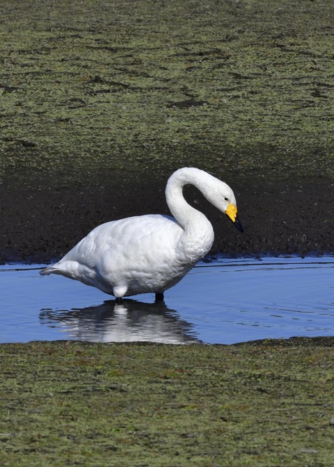 オオハクチョウ7801