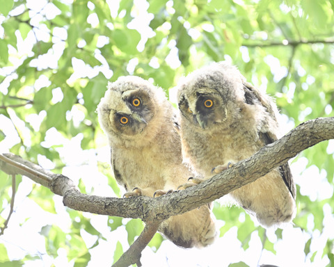 トラフズクの雛3781